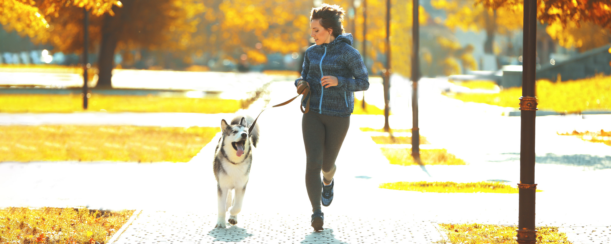 Baltimore County Dog Bite Attorneys Law Offices of Markey & Orsi