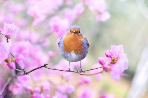 bird on tree branch with pink flowers