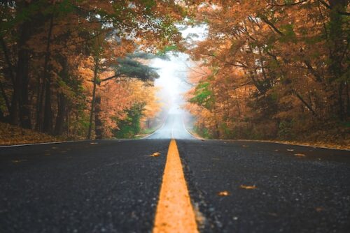 fall trees lining road