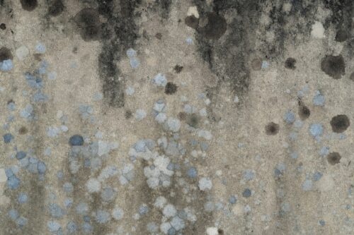 Close-up of a wall with various shades of black, blue, and gray mold spots and stains, creating a mottled, uneven pattern—a clear sign of potential mold exposure risks.